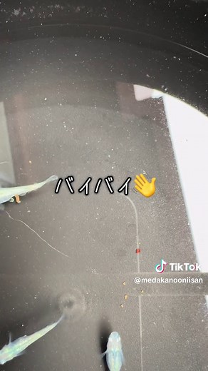 メダカの餌の量とは？正しい与え方ガイド