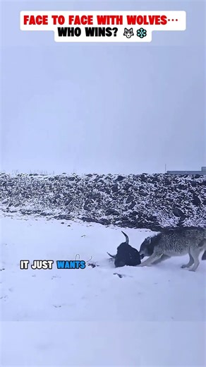 Face to Face with Wolves… Who Wins? 🐺❄️#animals #fyp #shorts #wolves #wolfnews