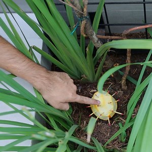 Seulement 1 heure tue toutes les fourmis sans rien dépenser ! | Recettes Maison