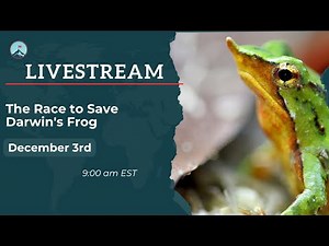 The Race to Save Darwin's Frog