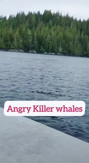 Discover the Majestic World of Killer Whales