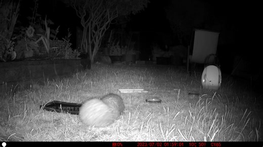 The best way to ensure #hedgehogs are well-fed is to create wild areas where they can forage for natural foods, like grubs and insects! If you also support feed, place dishes of meaty cat or dog food and water in different areas of the garden! 🦔 🪵 🪲 🐜 #SundayShare 📹 Netley Abbey | British Hedgehog Preservation Society