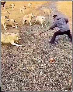 🌿 Wild Encounters: Nature's Untamed Moments 🌿 | Chris And Pops