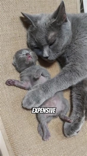 Why your cat keeps destroying your furniture, and How to stop it in 7 days!