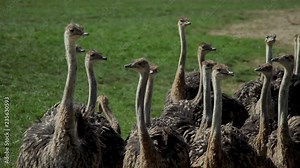 Ostrich farm. Ostriches walk slowly through the grass. Carefully observe the world.