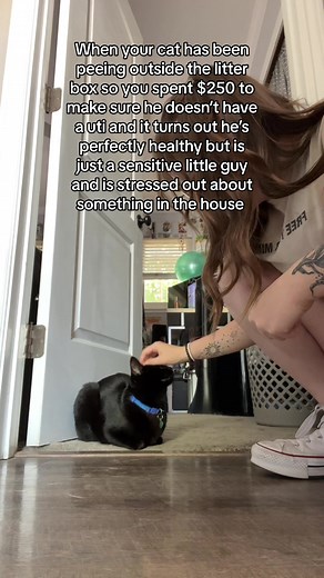 Baby Cat Stress: Understanding Feline Behavior