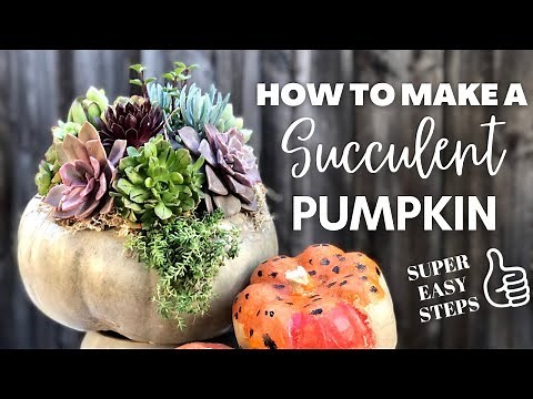 How to make a SUCCULENT PUMPKIN 🎃 (Super Easy 👍🏼)
