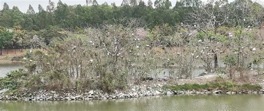 三月一日 「人在最小的事上忠心，在大事上也忠心；在最小的事上不義，在大事上也不義。」（路十六10） 忠心和公義是神的眾兒女不可缺少的表現。神要我們忠心跟從主，忠心於主的呼召、託付，忠心廣傳福音，忠心事奉主，忠心持守真道，在患難中站立得住。神也要我們過一個義的生活，就如神賜給我們何等的厚恩，若我們白白徒受神的恩典而不肯愛主，便是忘恩負義，也就是不義。還有，若我們用虛假、詭詐與人交往，亦屬不義，更是犯罪，失去基督徒的見證。 那麼，今天我們怎樣建立一個忠心和公義的生活呢？有人以為，到大事來臨時，才來顯出對神的忠心，至於生活中的小事便無關痛癢。豈不知主說：「人在最小的事上忠心，在大事上也忠心；在最小的事上不義，在大事上也不義。」這是一個定律。 我們的心常常嚮往許多大事，神卻留意我們日常生活中的許多小事，留意我們是否在這些小事上學習操練對祂的忠心。就如天天守晨更，照顧主的小羊，生活繁忙時仍把主的事擺在首位，遇困難時仍繼續愛主，與人交往時顯出神的公義和聖潔。所以，忠心和公義的美德，乃是從主而來，且藉著許多神所安排的環境（包括許多小事的磨練），漸漸彰顯出來。請問今天你有否忽略在小事上、在神面前顯出忠