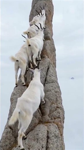 Above the clouds... where one step decides everything #MountainGoat#Wildlife Reel#ExtremeHeights