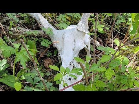 Scouting for deer in the hills of south central Wisconsin