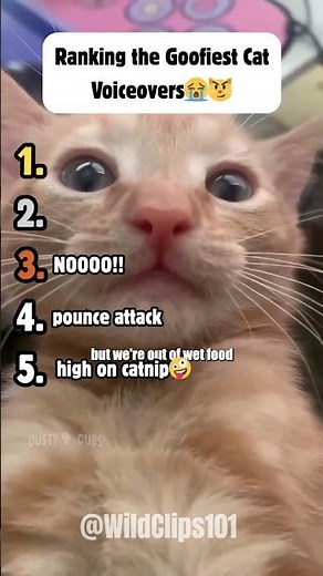 Ranking The Funniest Cat Voiceovers😭😼