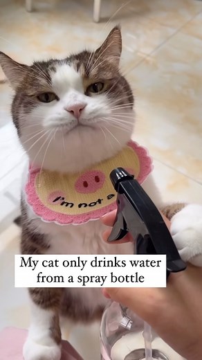 19K views · 519 reactions | Only the finest Fiji water in the form of mist  #cat #catlife #catmemes #catlover #catsdaily #cats #bougie DM for credit or removal | Relax My Cat | Facebook