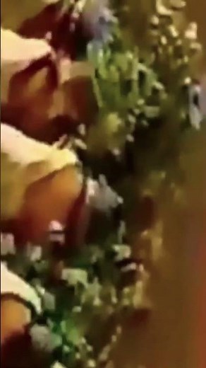 Mcdonalds 1980 Commercial