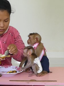 Baby Monkey Bom's Family | Mr Bon