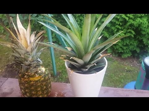 COMMENT FAIRE POUSSER UN ANANAS ?FACILE