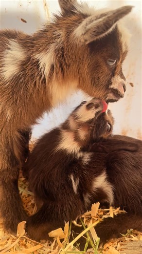 205 reactions · 3 comments | Our fall breeding for spring 2026 kidding has begun and we are super excited about some of first time pairings this coming season. Maybe I’ll get serious enough and post a breeding schedule on our website this winter.  #farmlife #kiddingseason #babygoats | The Urban Ladybug Farm | Facebook