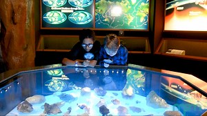 3.3K views · 54 reactions | Meet Dr. Jonathan Hendricks, MPM's Robert & Sally Manegold Associate Research Curator of Paleontology! Dr. Hendricks oversees the Geology department, which includes the management of 900,000 specimens of rocks, minerals, fossils, and meteorites. | Milwaukee Public Museum | Facebook