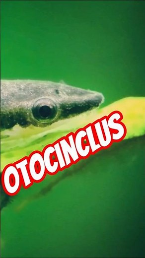 The Problem with Otocinclus