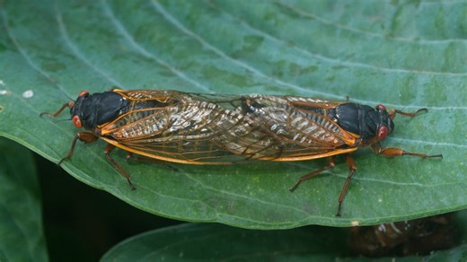 Your Guide to All Things Cicada: How Loud Will It Get? How Bad Will It Smell? And Everything You Didn’t Know to Ask