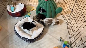 210 reactions · 13 comments | Reserved ❤️ #puppyperfectionist #cavapoo #foundationstraining | Puppy Perfectionist | Facebook