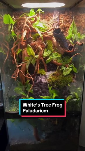 #Paludarium designed by considinez for #whitestreefrogs! #bioactiveterrarium #frogsoftiktok #bioactive #dumpyfrog #zoomedterrarium