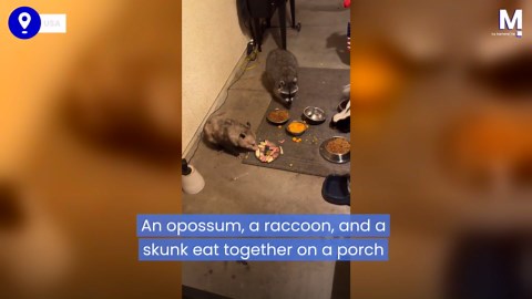 Bizarre bunch: Unlikely animal friends meet up for mealtime