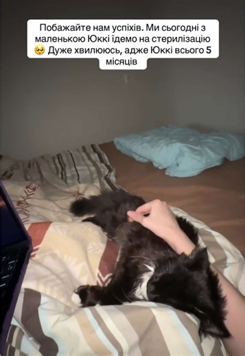 #київ #киця #стерилізація Ми трохи хвилюємось