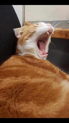 Today, my friends, I embark on a noble quest: to smash the world record for fishy treato lobbing straight into my yawning gob! The hoomans are currently “warming up”… although I’m mildly alarmed to report they appear to be practising over-arm bowling. This is treatos, not the Ashes, people. Aim for the mouth, not the moon! Wish me luck and may the treats fly true. | George, The Stourbridge Station Cat