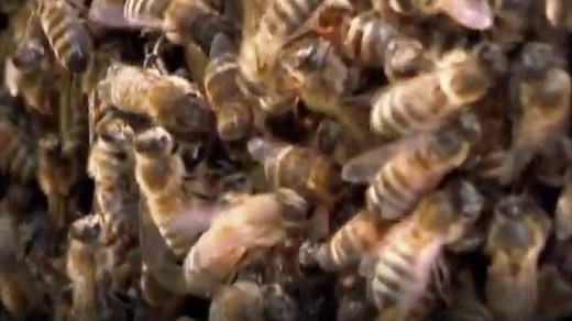 The Buzz about Fact and Opinion | PBS LearningMedia