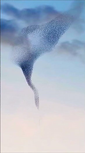 Satisfying! Starling Murmuration 4K - Living Tornado in the Sky.