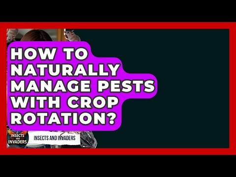 How To Naturally Manage Pests With Crop Rotation? - Insects and Invaders