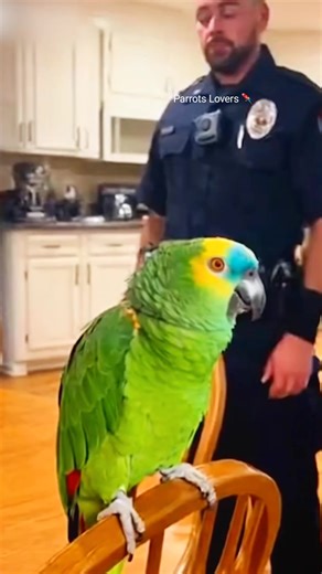 811K views · 17K reactions | #Parrot #cockatoo #birds | Parrots Lovers | Facebook