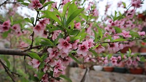 1.8K views · 40 reactions | Prunus persica en floracion - hablando...