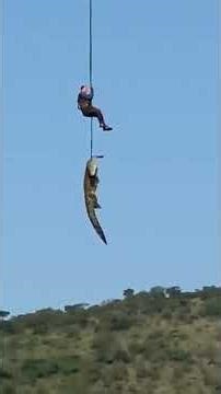 Shocking Moment Crocodile with Human Body in BELLY is Airlifted #shorts