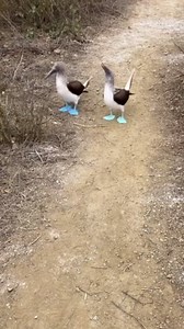 Meet a blue-footed booby and wait for its hilarious walk