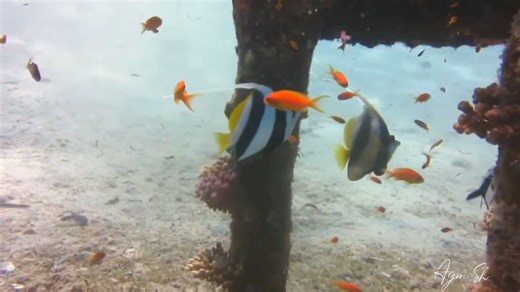 12K views · 208 reactions | Dive into the serene waters of Dahab’s...