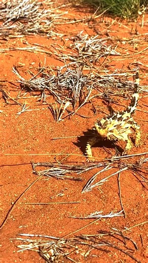 This Lizard Drinks Water Through Its Skin!