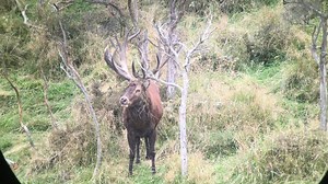 Facebook has asked us to describe this video so our audience knows what its about.. we're thinking you can figure it out for yourselves :) | Alpine Hunting New Zealand