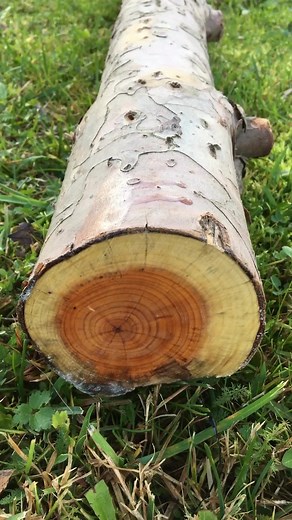 Working on a beautiful piece of yew wood. Any bows here? Stay tuned to find out! #bowyer #bowbuilding #archery #longbow #recurvebow #selfbow