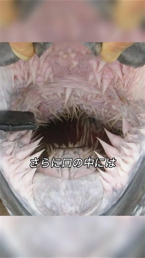 99% of people don't know the secrets of sea turtles