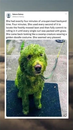 She came back looking like a swamp creature wearing a golden doodle costume #shorts #dog#viral