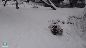 ❤️🐼 From newborn Bao Bao’s hearty squeal to Xiao Qi Ji’s belly-slide in the snow, the Giant Panda Cam—sponsored by Chase—has given people around the globe a behind-the-scenes glimpse of the bears that call the Smithsonian’s National Zoo and Conservation Biology Institute home. . . . To celebrate 50 years of giant panda care, collaboration and conservation, we’ve curated a collection of cute Cam moments from the past decade that connected viewers with nature, sparked pure panda joy and broke the
