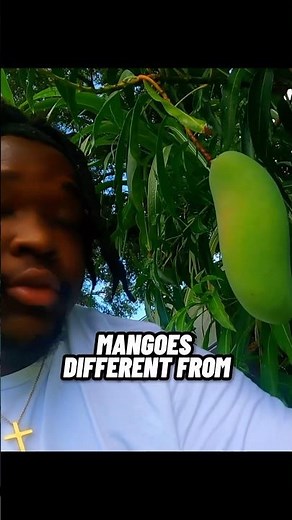 Different types of Mangoes 🌱