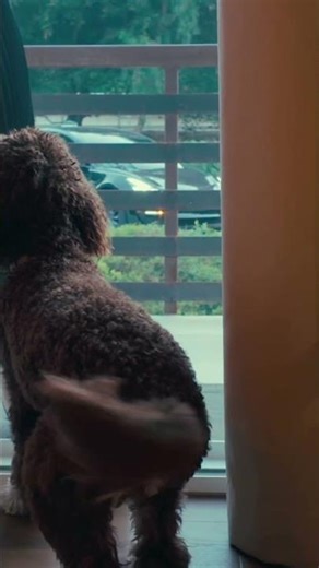 When your human comes home..🏠 🐾