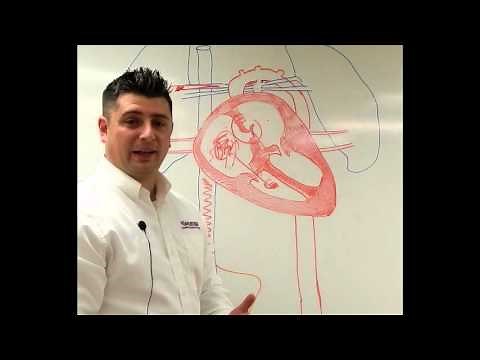 Neonatal Circulation Part 1/3 Preductal Sp02