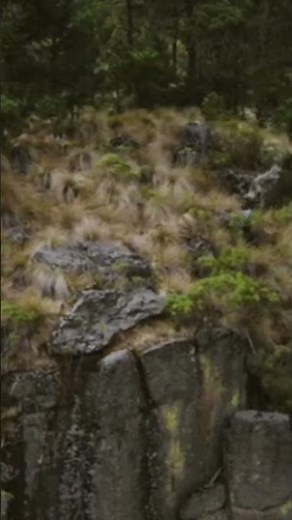 Dog and Women mounting #traintravel #mountains #nature#short