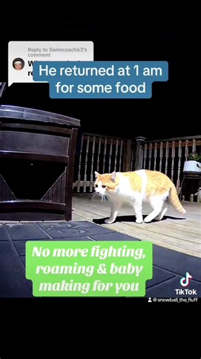 #onthisday Winter does not stop cat rescue in my backyard. Currently trying for Nico this week & getting snow today. #tnr #trapneuterreturn #catrescue #cats