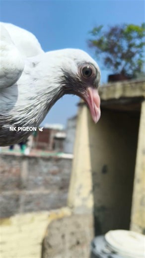Yah Mera Munna Hai Sarkar 🕊️#pigeon #kabootarba #kabootar #kabutarandekabdetehain #kabutar #birds