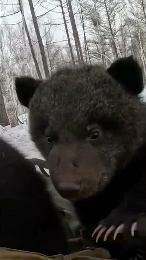Black bear with cubs