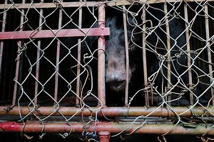 Bile Bear Found Rocking Back and Forth Rescued After 17 Years of Abuse